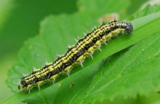 ᐉ Як зменшити розвиток стійкості шкідливих комах до інсектицидів - Журнал  Агроном